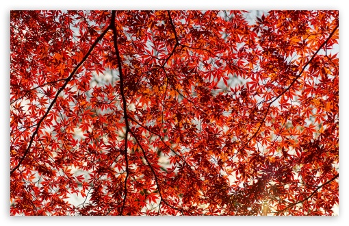 Red Leaf Japanese Maple Tree 4K UHD Wallpaper for Widescreen and UltraWide Desktop, UltraHD TV, Smartphone, Tablet Red Leaf Japanese Maple Tree UltraHD Wallpaper for UHD 16:9 ; HD 16:9 ; UltraWide 21:9 24:10 32:9 32:10 ; Widescreen 16:10 5:3 ; Fullscreen 4:3 5:4 3:2 ; Tablet 1:1 ; Mobile 9:16 9:19.5 9:20 9:21 9:22 10:16 2:3 3:5 3:4 ; Dual 16:10 5:3 16:9 4:3 5:4 3:2 ;