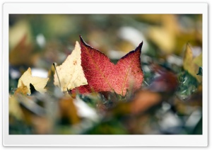 Red Leaf Macro Ultra HD Wallpaper for 4K UHD Widescreen desktop, tablet & smartphone