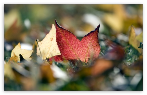 Red Leaf Macro UltraHD Wallpaper for UHD 16:9 2160p 1440p 1080p 900p 720p ; 8K UHD TV 16:9 Ultra High Definition 2160p 1440p 1080p 900p 720p ; Widescreen 16:10 5:3 WHXGA WQXGA WUXGA WXGA WGA ; Fullscreen 4:3 5:4 3:2 UXGA XGA SVGA QSXGA SXGA DVGA HVGA HQVGA ( Apple PowerBook G4 iPhone 4 3G 3GS iPod Touch ) ; Tablet 1:1 ; Mobile 3:5 3:4 - ; Dual 4:3 5:4 UXGA XGA SVGA QSXGA SXGA ;