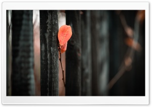 Red Leaf on Fence 4K UHD Wallpaper for Widescreen and UltraWide Desktop, UltraHD TV, Smartphone, Tablet
