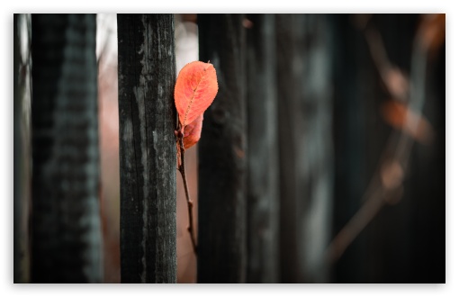 Red Leaf on Fence 4K UHD Wallpaper for Widescreen and UltraWide Desktop, UltraHD TV, Smartphone, Tablet Red Leaf on Fence UltraHD Wallpaper for UHD 16:9 ; HD 16:9 ; UltraWide 21:9 24:10 ; Widescreen 16:10 5:3 ; Fullscreen 4:3 5:4 3:2 ; Tablet 1:1 ; Mobile 9:16 9:19.5 9:20 9:21 9:22 10:16 2:3 3:5 3:4 ;