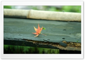 Red Leaf On The Bench Ultra HD Wallpaper for 4K UHD Widescreen desktop, tablet & smartphone