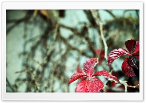 Red Leaves Ultra HD Wallpaper for 4K UHD Widescreen desktop, tablet & smartphone
