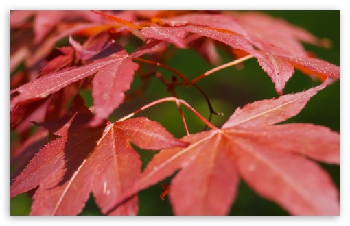 Red Leaves UltraHD Wallpaper for Wide 16:10 5:3 Widescreen WHXGA WQXGA WUXGA WXGA WGA ; Standard 3:2 Fullscreen DVGA HVGA HQVGA ( Apple PowerBook G4 iPhone 4 3G 3GS iPod Touch ) ; Mobile 5:3 3:2 - WGA DVGA HVGA HQVGA ( Apple PowerBook G4 iPhone 4 3G 3GS iPod Touch ) ;