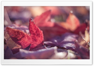 Red Leaves, Autumn Ultra HD Wallpaper for 4K UHD Widescreen desktop, tablet & smartphone