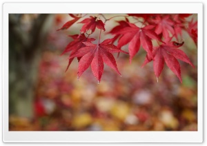 Red Leaves Bokeh Ultra HD Wallpaper for 4K UHD Widescreen desktop, tablet & smartphone