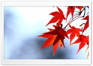 Red Leaves, Bokeh Ultra HD Wallpaper for 4K UHD Widescreen desktop, tablet & smartphone
