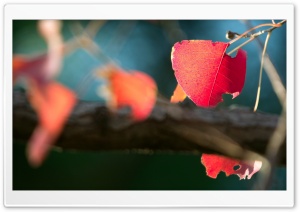 Red Leaves Macro Ultra HD Wallpaper for 4K UHD Widescreen desktop, tablet & smartphone