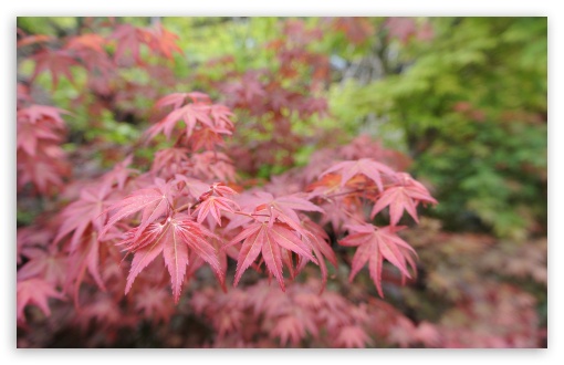 Red Leaves Macro UltraHD Wallpaper for UHD 16:9 ; HD 16:9 ; UltraWide 32:9 32:10 ; Widescreen 16:10 5:3 ; Fullscreen 4:3 5:4 3:2 ; Tablet 1:1 ; Mobile 3:5 3:4 ; Dual 16:10 5:3 16:9 4:3 5:4 ;