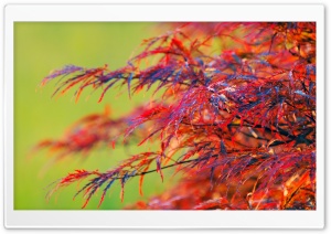 Red Leaves Shrub Ultra HD Wallpaper for 4K UHD Widescreen desktop, tablet & smartphone