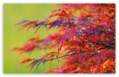 Red Leaves Shrub UltraHD Wallpaper for 8K UHD TV 16:9 Ultra High Definition 2160p 1440p 1080p 900p 720p ; Widescreen 16:10 5:3 WHXGA WQXGA WUXGA WXGA WGA ; Fullscreen 4:3 5:4 3:2 UXGA XGA SVGA QSXGA SXGA DVGA HVGA HQVGA ( Apple PowerBook G4 iPhone 4 3G 3GS iPod Touch ) ; Tablet 1:1 ;