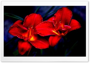 Red Lilies Ultra HD Wallpaper for 4K UHD Widescreen desktop, tablet & smartphone