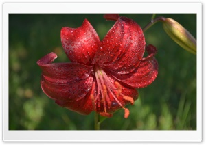 Red Lily Ultra HD Wallpaper for 4K UHD Widescreen desktop, tablet & smartphone