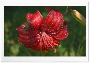 Red Lily Ultra HD Wallpaper for 4K UHD Widescreen desktop, tablet & smartphone