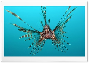 Red Lionfish Ultra HD Wallpaper for 4K UHD Widescreen desktop, tablet & smartphone