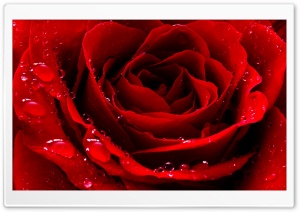 Red Love Rose Ultra HD Wallpaper for 4K UHD Widescreen desktop, tablet & smartphone