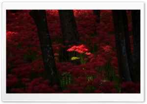 Red Magic Lilies Ultra HD Wallpaper for 4K UHD Widescreen desktop, tablet & smartphone