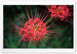 Red Magic Lily Ultra HD Wallpaper for 4K UHD Widescreen desktop, tablet & smartphone