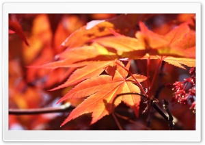 Red Maple Ultra HD Wallpaper for 4K UHD Widescreen desktop, tablet & smartphone