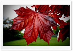 Red Maple Leaf Ultra HD Wallpaper for 4K UHD Widescreen desktop, tablet & smartphone