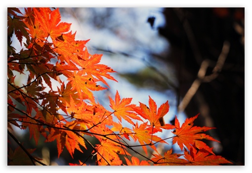 Red Maple Leaf UltraHD Wallpaper for Fullscreen 3:2 DVGA HVGA HQVGA ( Apple PowerBook G4 iPhone 4 3G 3GS iPod Touch ) ;