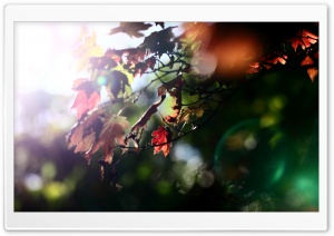 Red Maple Leaves Ultra HD Wallpaper for 4K UHD Widescreen desktop, tablet & smartphone