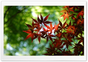 Red Maple Tree Ultra HD Wallpaper for 4K UHD Widescreen desktop, tablet & smartphone