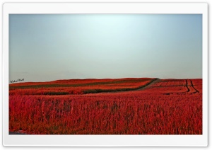 Red Meadow Ultra HD Wallpaper for 4K UHD Widescreen desktop, tablet & smartphone