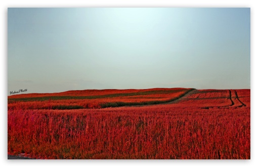 Red Meadow UltraHD Wallpaper for UHD 16:9 ; HD 16:9 ; Widescreen 16:10 5:3 ; Fullscreen 4:3 5:4 3:2 ; Tablet 1:1 ; Mobile 3:5 3:4 ;