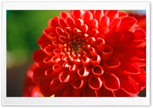 Red Mum Flower Ultra HD Wallpaper for 4K UHD Widescreen desktop, tablet & smartphone