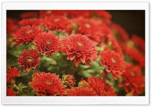 Red Mums Flowers Ultra HD Wallpaper for 4K UHD Widescreen desktop, tablet & smartphone