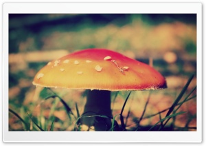 Red Mushroom Ultra HD Wallpaper for 4K UHD Widescreen desktop, tablet & smartphone