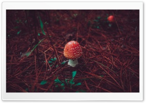 Red Mushroom Macro Ultra HD Wallpaper for 4K UHD Widescreen Desktop, Lockscreen, Screensaver, TV, Tablet, Smartphone