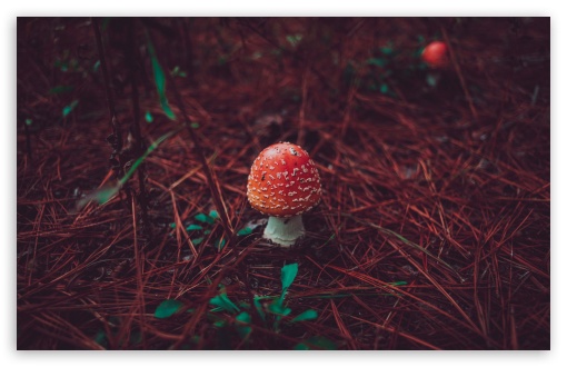 Red Mushroom Macro UltraHD Wallpaper for UHD 16:9 2160p 1440p 1080p 900p 720p ; 8K UHD TV 16:9 Ultra High Definition 2160p 1440p 1080p 900p 720p ; UltraWide 21:9 24:10 ; Widescreen 16:10 5:3 WHXGA WQXGA WUXGA WXGA WGA ; Fullscreen 4:3 5:4 3:2 UXGA XGA SVGA QSXGA SXGA DVGA HVGA HQVGA ( Apple PowerBook G4 iPhone 4 3G 3GS iPod Touch ) ; Tablet 1:1 ; Mobile 9:16 9:19.5 9:20 9:21 9:22 10:16 2:3 3:5 3:4 - ;