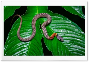 Red-necked Keelback Venomous Snake, Leaves, Rainforest Ultra HD Wallpaper for 4K UHD Widescreen desktop, tablet & smartphone