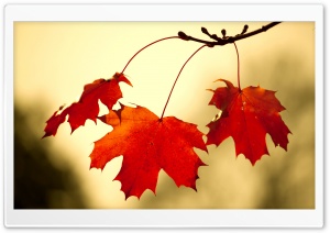 Red Oak Leaves Close Up Ultra HD Wallpaper for 4K UHD Widescreen desktop, tablet & smartphone