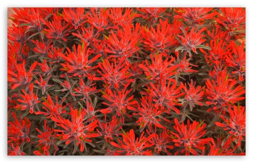 Red Paintbrush Utah UltraHD Wallpaper for HD 16:9 ; Widescreen 16:10 5:3 ; Fullscreen 4:3 5:4 3:2 ; Tablet 1:1 ; Mobile 3:4 ;