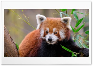 Red Panda 4K UHD Wallpaper for Widescreen and UltraWide Desktop, UltraHD TV, Smartphone, Tablet
