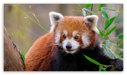 Red Panda UltraHD Wallpaper for UHD 16:9 ; HD 16:9 ;