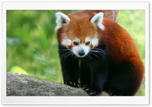 Red Panda Ultra HD Wallpaper for 4K UHD Widescreen desktop, tablet & smartphone