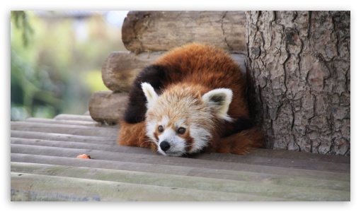 Red Panda UltraHD Wallpaper for UHD 16:9 2160p 1440p 1080p 900p 720p ; 8K UHD TV 16:9 Ultra High Definition 2160p 1440p 1080p 900p 720p ;