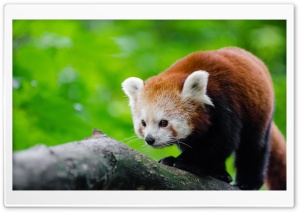 Red Panda In Tree Ultra HD Wallpaper for 4K UHD Widescreen desktop, tablet & smartphone