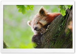 Red Panda Sleeping 4K UHD Wallpaper for Widescreen and UltraWide Desktop, UltraHD TV, Smartphone, Tablet