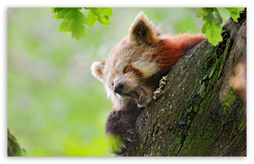 Red Panda Sleeping UltraHD Wallpaper for Widescreen 16:10 5:3 ; Fullscreen 4:3 5:4 3:2 ; Tablet 1:1 ; Mobile 3:5 3:4 ;