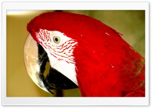 Red Parrot Ultra HD Wallpaper for 4K UHD Widescreen Desktop, Lockscreen, Screensaver, TV, Tablet, Smartphone