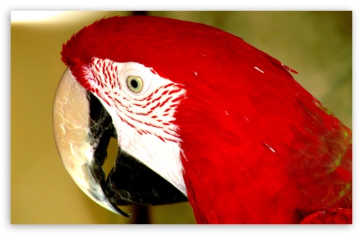 Red Parrot UltraHD Wallpaper for Widescreen 16:10 ;