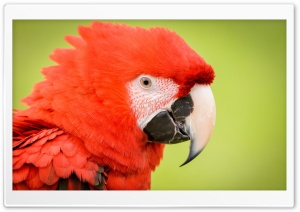 Red Parrot Ultra HD Wallpaper for 4K UHD Widescreen desktop, tablet & smartphone