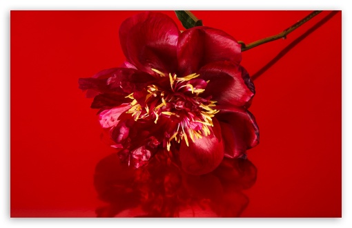31 Red Flower Wallpapers - Wallpaperboat