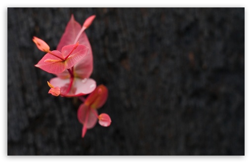 Red Plant UltraHD Wallpaper for Wide 16:10 5:3 Widescreen WHXGA WQXGA WUXGA WXGA WGA ; 8K UHD TV 16:9 Ultra High Definition 2160p 1440p 1080p 900p 720p ; Standard 4:3 5:4 3:2 Fullscreen UXGA XGA SVGA QSXGA SXGA DVGA HVGA HQVGA ( Apple PowerBook G4 iPhone 4 3G 3GS iPod Touch ) ; Tablet 1:1 ; iPad 1/2/Mini ; Mobile 4:3 5:3 3:2 16:9 5:4 - UXGA XGA SVGA WGA DVGA HVGA HQVGA ( Apple PowerBook G4 iPhone 4 3G 3GS iPod Touch ) 2160p 1440p 1080p 900p 720p QSXGA SXGA ;