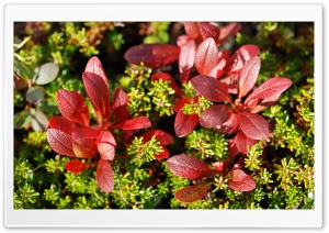 Red Plant Macro Ultra HD Wallpaper for 4K UHD Widescreen desktop, tablet & smartphone